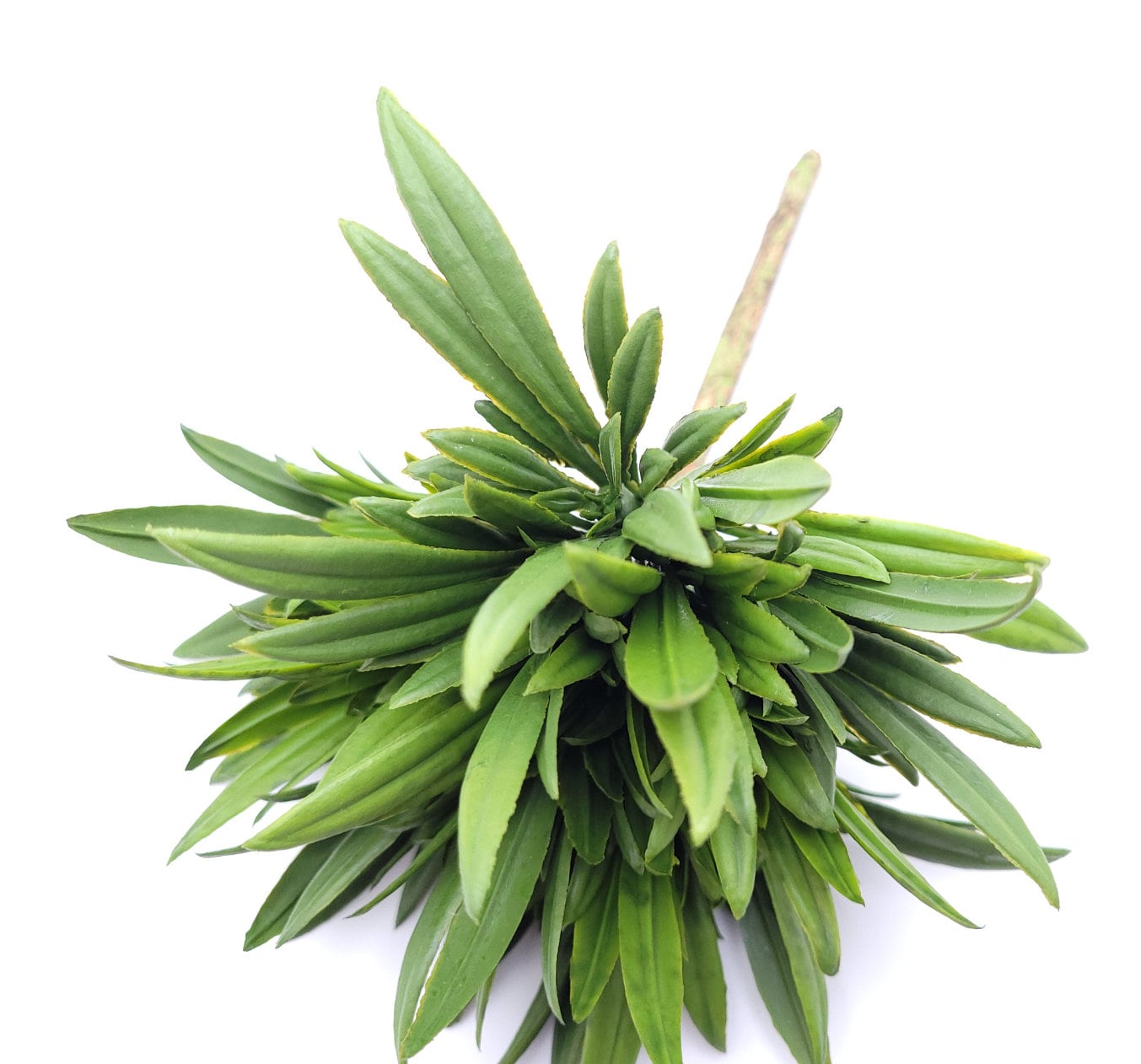 Faux Moss/Grass Succulent Pick 7" by 7" - Green | High Quality Artificial Plant | 1 count